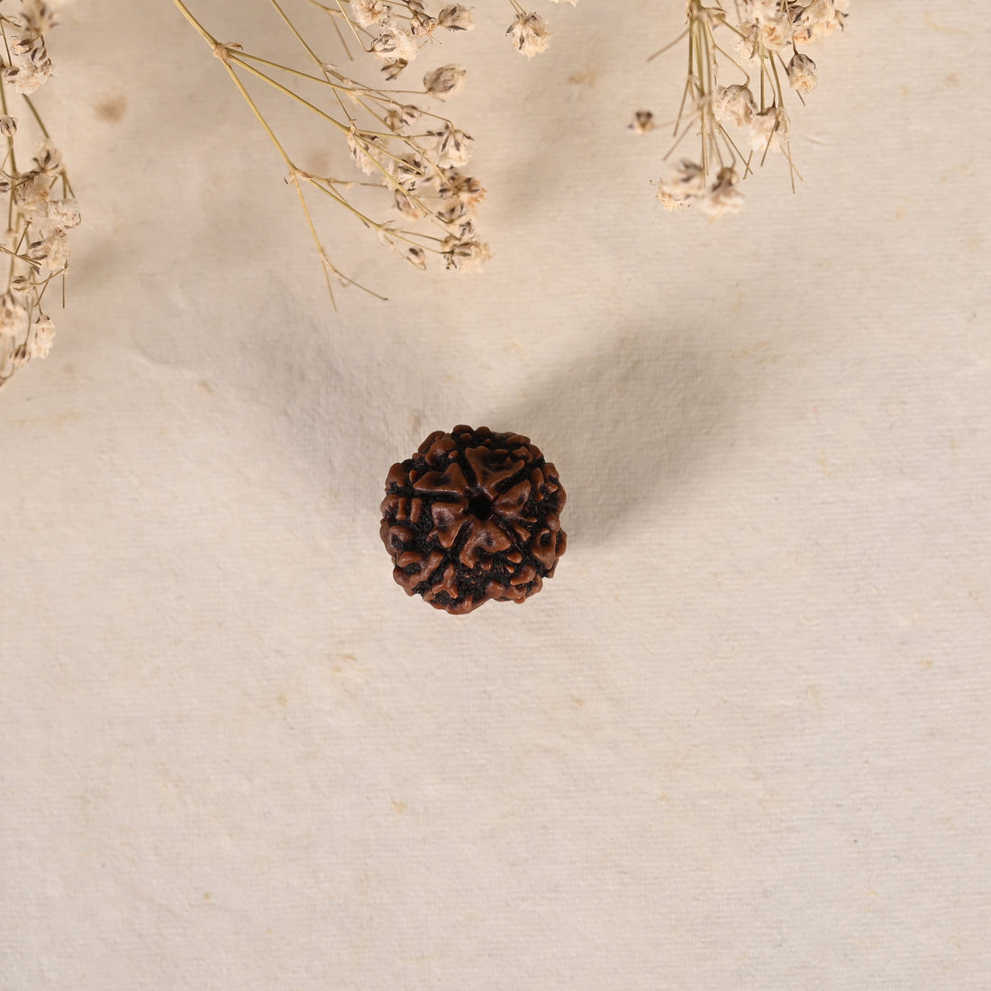 Five Mukhi Rudraksha (AAA Quality)
