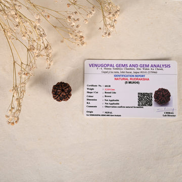 Five Mukhi Rudraksha (AAA Quality)